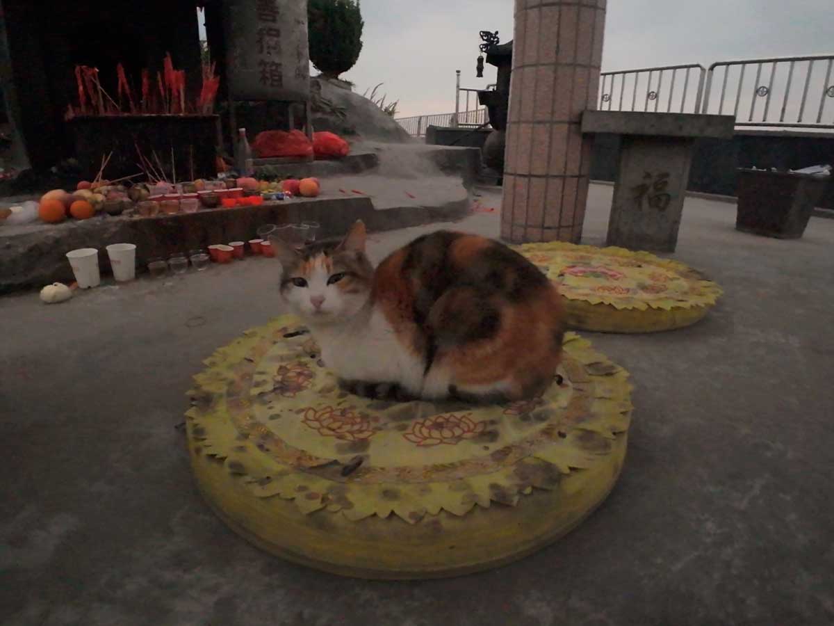 蒙b小猫